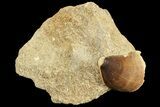 Mosasaur (Prognathodon) Tooth In Rock #70457-1